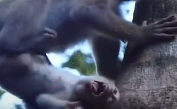 "injured baby monkey wrapped in bandages" "rescued monkey drinking milk from bottle" "monkey receiving massage therapy after injury" "electrocuted monkey recovery center care" "orphaned monkey sleeping in soft blanket"