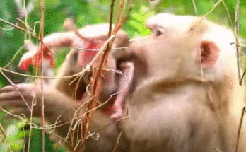 "injured baby monkey wrapped in bandages" "rescued monkey drinking milk from bottle" "monkey receiving massage therapy after injury" "electrocuted monkey recovery center care" "orphaned monkey sleeping in soft blanket"
