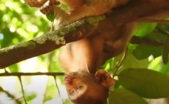 "injured baby monkey wrapped in bandages" "rescued monkey drinking milk from bottle" "monkey receiving massage therapy after injury" "electrocuted monkey recovery center care" "orphaned monkey sleeping in soft blanket"
