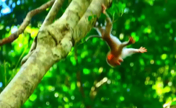 "injured baby monkey wrapped in bandages" "rescued monkey drinking milk from bottle" "monkey receiving massage therapy after injury" "electrocuted monkey recovery center care" "orphaned monkey sleeping in soft blanket"