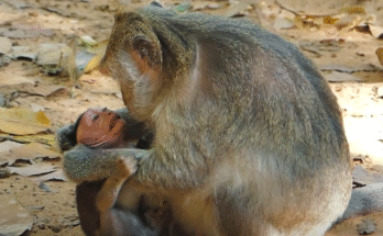 "injured baby monkey wrapped in bandages" "rescued monkey drinking milk from bottle" "monkey receiving massage therapy after injury" "electrocuted monkey recovery center care" "orphaned monkey sleeping in soft blanket"