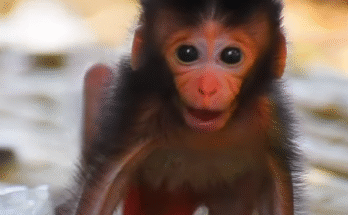 "injured baby monkey wrapped in bandages" "rescued monkey drinking milk from bottle" "monkey receiving massage therapy after injury" "electrocuted monkey recovery center care" "orphaned monkey sleeping in soft blanket"