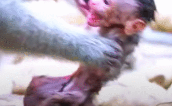 "injured baby monkey wrapped in bandages" "rescued monkey drinking milk from bottle" "monkey receiving massage therapy after injury" "electrocuted monkey recovery center care" "orphaned monkey sleeping in soft blanket"
