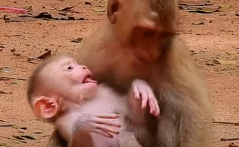 "injured baby monkey wrapped in bandages" "rescued monkey drinking milk from bottle" "monkey receiving massage therapy after injury" "electrocuted monkey recovery center care" "orphaned monkey sleeping in soft blanket"