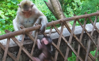 Tiny baby monkey Bely hanging from a narrow fence, clinging with all her strength while dangling above the jungle floor.