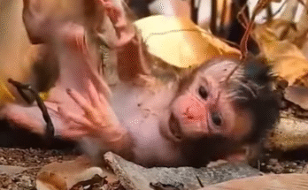 A newborn baby monkey lies helpless in the dust as her mother eats nearby at Angkor Wat.