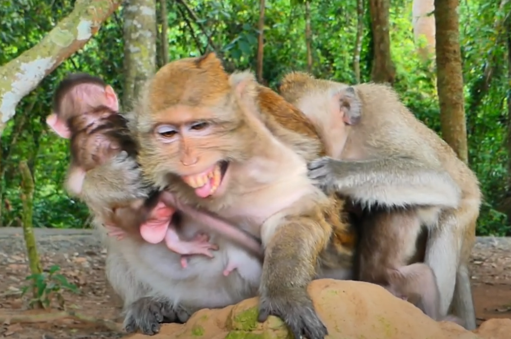 Heart-Stopping Rescue! Baby Monkey Nearly Caught at Angkor Wat Until Hero Mom Dashes Her to Safety. You Won’t Believe How Close It Was… 💔🐒