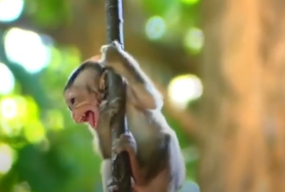 Witness the dawn-lit moment a hungry baby monkey’s plea goes unanswered beneath Angkor’s sacred towers—an emotional story of need, neglect, and fragile hope.