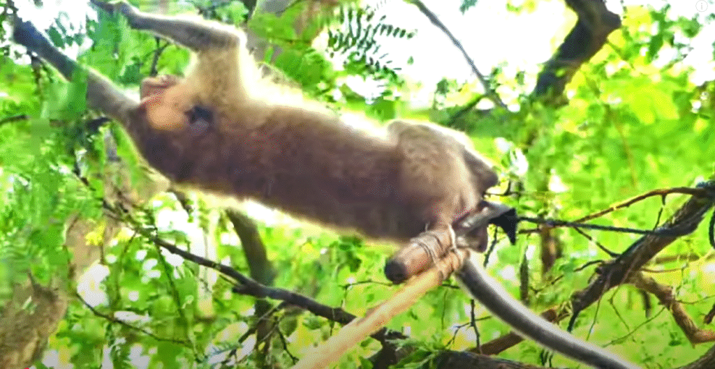Heartbreaking Rescue: Baby monkey caught in a cow rope high in an Angkor Wat tree—his cries, the dangerous rescue, and an emotional reunion you’ll never forget. Watch now.