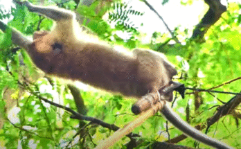 A tiny, frightened baby monkey tangled in a rope on a high branch, eyes wide with fear as he clings helplessly in the Angkor Wat forest.