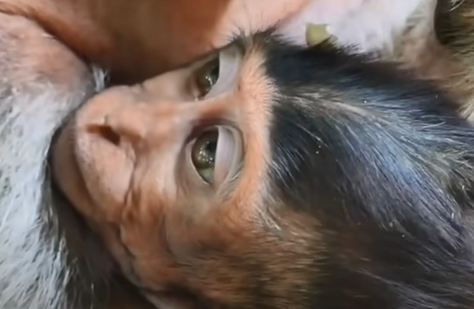 “Baby Monkey Falls from Ancient Pagoda After Losing Balance – Paralyzed Legs Made Climbing Impossible. Heart-Wrenching Scene in Angkor Wat!”