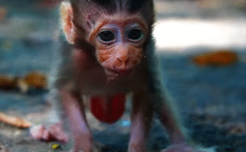 Baby monkey Braxton runs and cries behind his mother in the Angkor Wat forest, trying desperately to catch up.