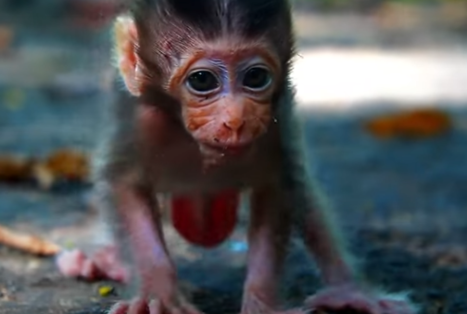 Tearful moment as baby Braxton runs through Angkor Wat crying for his mom, who walks ahead unaware. One of the most emotional scenes you’ll witness.
