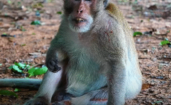 Former king monkey Balu sits alone on the Angkor forest floor, visibly injured and sorrowful, surrounded by fading light.