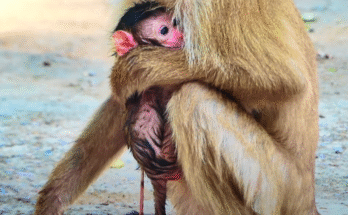 Exhausted mother monkey Lipa hugs her newborn tightly, struggling to move through Angkor Wat’s ancient forest.