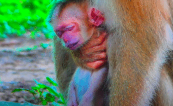 A grieving monkey mother gently holds her lifeless newborn in the Angkor Wat forest, surrounded by stillness and soft morning light.