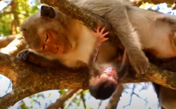 Young monkey mother cradling her newborn baby in the Angkor Wat forest, baby trying to nurse but struggling to find milk.
