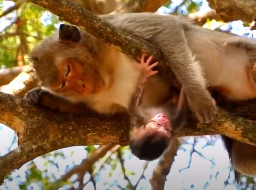 Tears in the jungle! A newborn monkey in Angkor Wat desperately tries to nurse from her young mother—watch this real and emotional moment of instinct, struggle, and hope.
