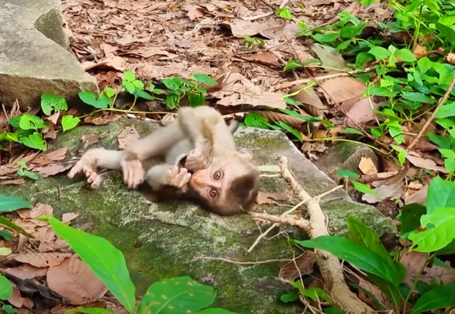 A shocking moment in Angkor Wat—Leo holds baby Lily too tight, and her tiny body can’t bear it. Watch the heart-stopping second her cry breaks the silence.