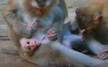 Joyce the baby monkey stands upright in shock, her eyes wide in fear, deep in the Angkor Wat forest.
