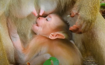 Baby monkey Vilo stumbles through the mossy forest of Angkor Wat, taking his first steps near his watchful mother Yani.
