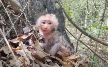 Baby monkey alone on mossy stone, crying and looking up in the Angkor Wat jungle.