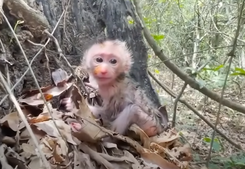 A heartbreaking moment unfolds at Angkor Wat as a tiny baby monkey waits for a mother who may never return—until the jungle offers one final miracle.