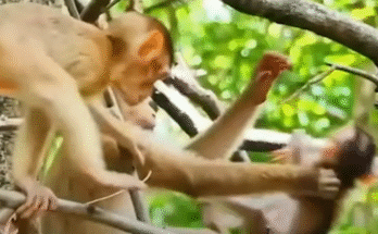 A terrified baby monkey Clover clings tightly to her mother after being rescued from an aggressive male in Angkor Wat.