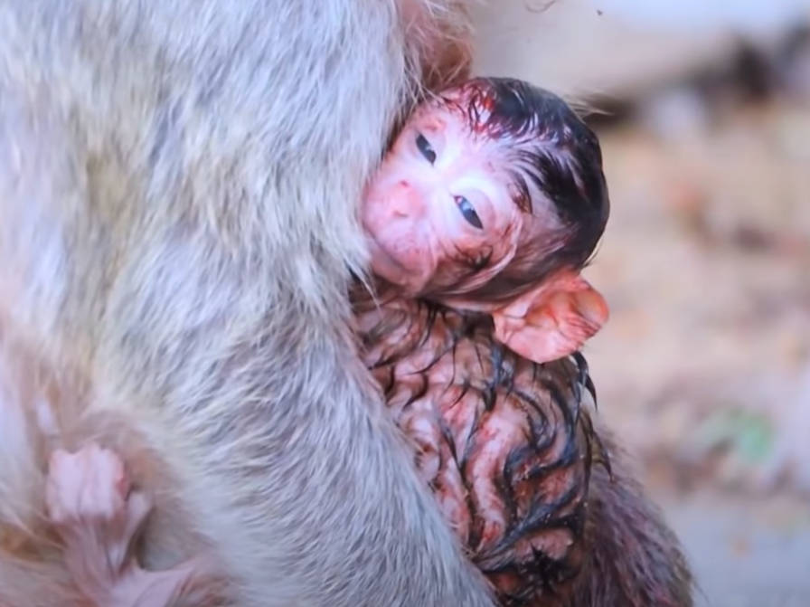 She gave birth in silence beneath Angkor’s ancient canopy—then her newborn cried, and what the mama did next left everyone in tears. You must see this tender moment.