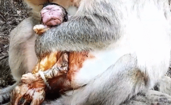 Exhausted mother monkey holds her newborn baby after struggling through labor in the Angkor Wat forest.
