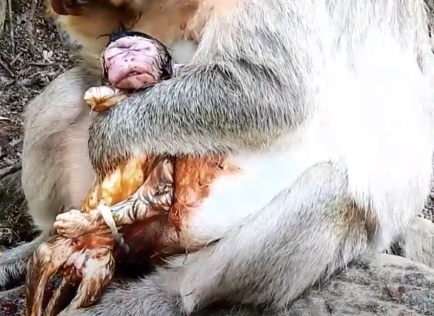 This struggling monkey mother nearly collapsed during labor in the Cambodian jungle—what happened next will leave you speechless. Watch the moment her miracle arrives.