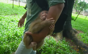 Abandoned baby monkey Baila accepts fruit while lying weakly under the Angkor Wat trees.
