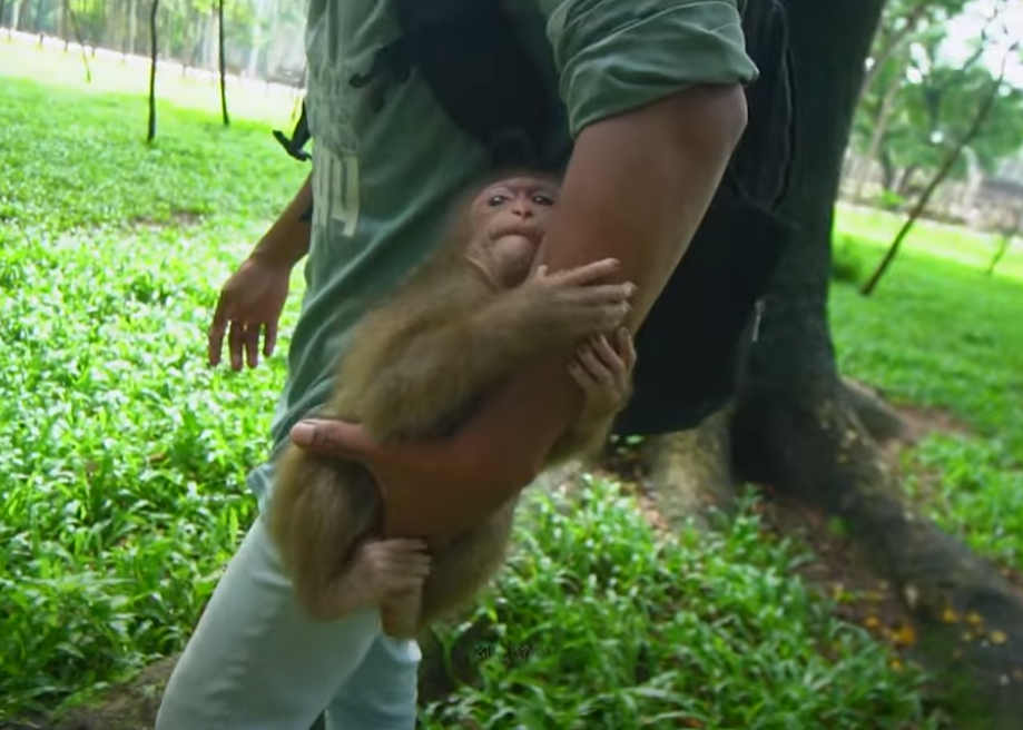 Alone and hungry, baby monkey Baila lay at the foot of Angkor Wat’s trees—until one moment changed her life. A heartbreaking, true rescue story you won’t forget.