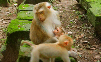 Tiny baby monkey lies curled in the dust of Angkor Wat forest, eyes half-open, waiting for help.