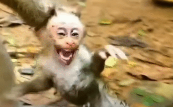 Baby monkey covered in mud looks up with sad eyes while sitting alone in the forest floor of Angkor Wat.