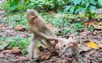 Mommy monkey Joyce protectively holds baby Jacee while pulling her away from older daughter Jovi in Angkor Wat forest.