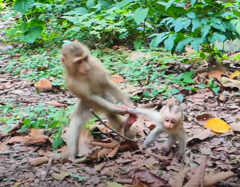 Shocking sibling moment in Angkor Wat! Mommy Joyce must choose between her two daughters when Jovi grabs newborn baby Jacee. An emotional story of protection, jealousy, and love.