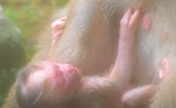 Luna the mother monkey cradles her newborn baby girl Lyla tenderly under the vines of Angkor Wat, moments after birth.