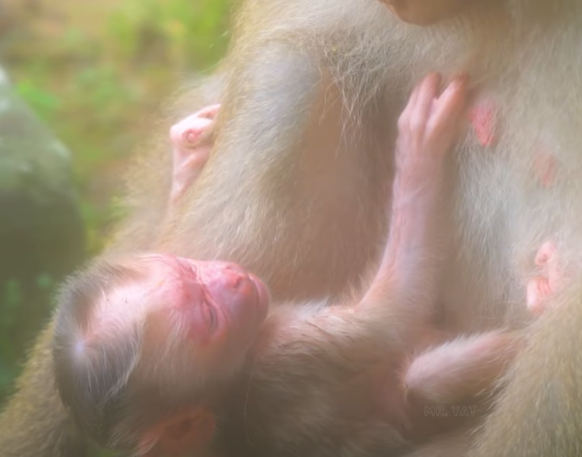 Breaking hearts wide open—Luna, the beloved Angkor Wat monkey, gave birth to a baby girl in the early light of July 28, 2025. It’s her third child, and the emotional moment will leave you speechless.