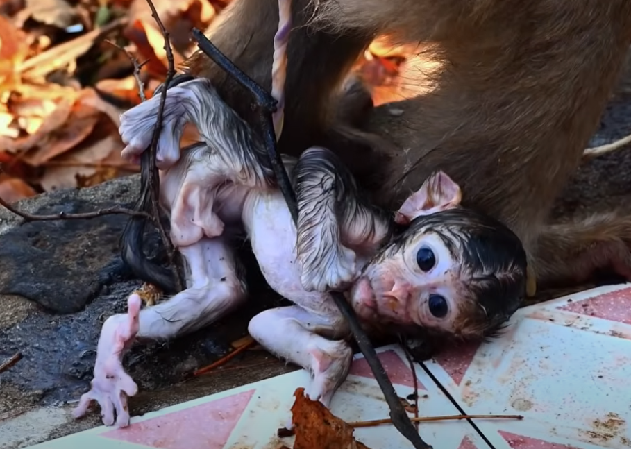 Watch the powerful moment a tired mother monkey protects her frail newborn just minutes after birth in the deep Angkor Wat jungle—emotional, raw, and unforgettable.