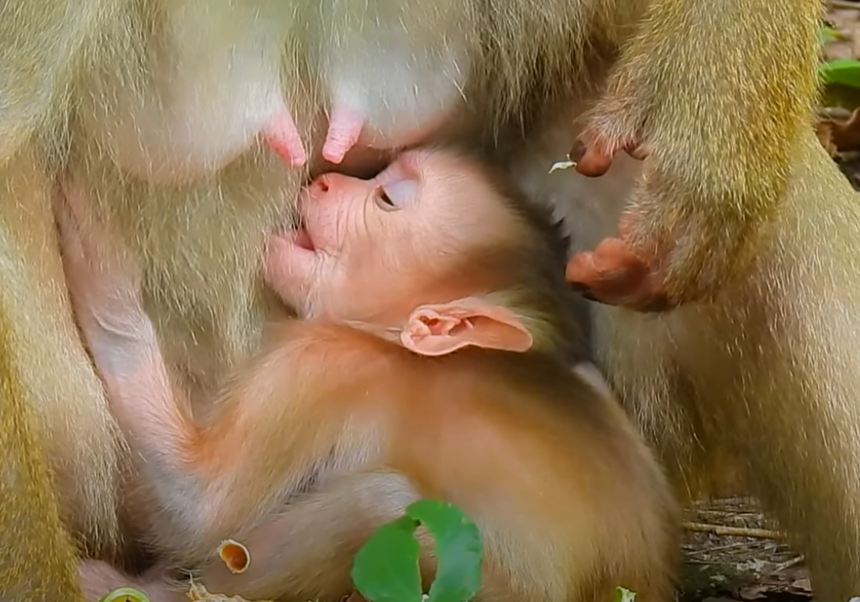 Tears Welled Up Watching Baby Vilo’s First Steps Alone… In Angkor Wat’s Deep Jungle. A Must-See Emotional Journey of Innocence and Survival. 🐒🌿