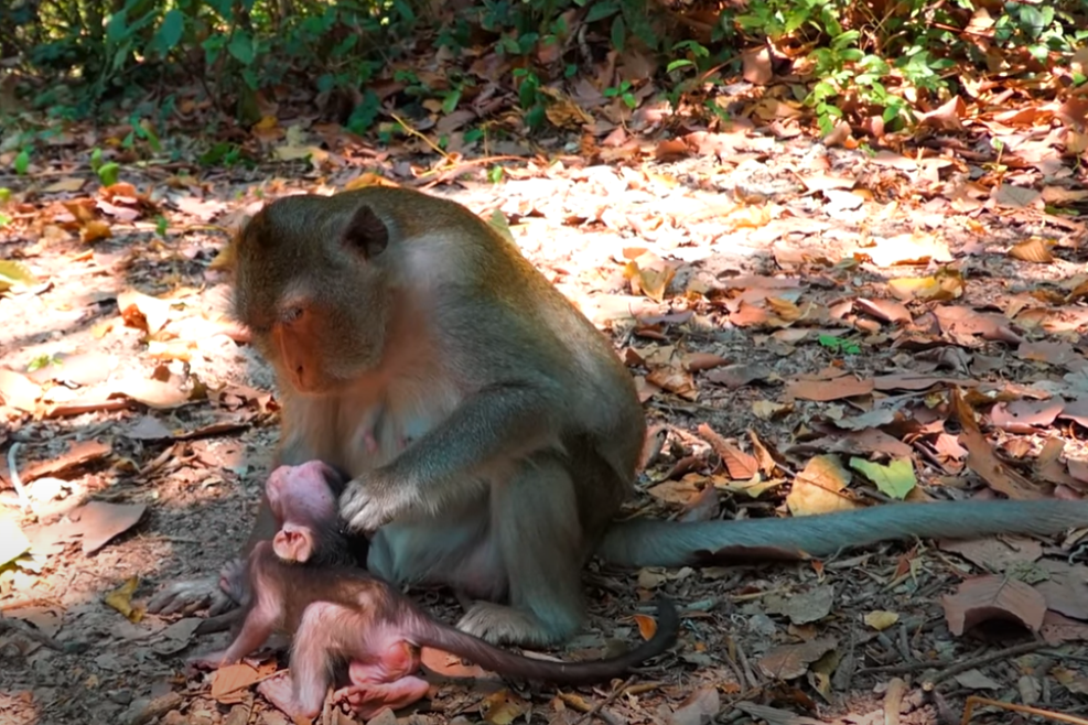 Watch the emotional real-life moment when tiny baby Amelia nearly wanders into dangerâbut is saved by her brave mother Anna in the jungles of Angkor Thom. A must-watch for animal lovers.