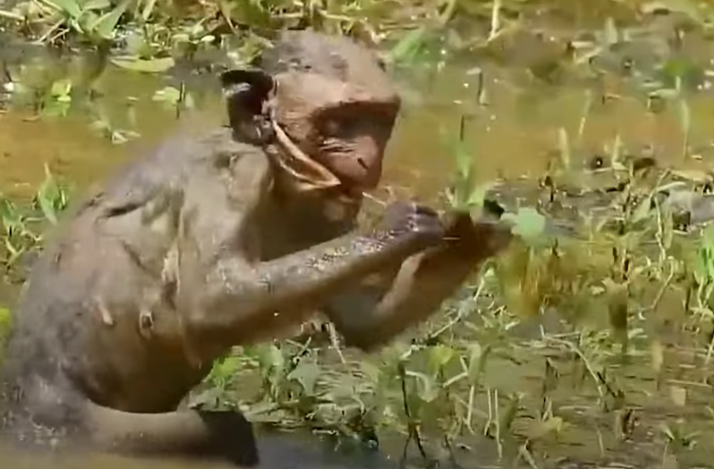 A tiny monkey’s cry in Angkor Wat reveals a tragic scene—her mouth pierced by a fishhook. This emotional rescue story will break your heart and restore your faith in kindness.
