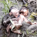Wild Baby Monkey Nearly Drowns in Angkor Wat River — Watch the Shocking Moment He Surfaces and the Heartbreaking Reunion with His Mother!