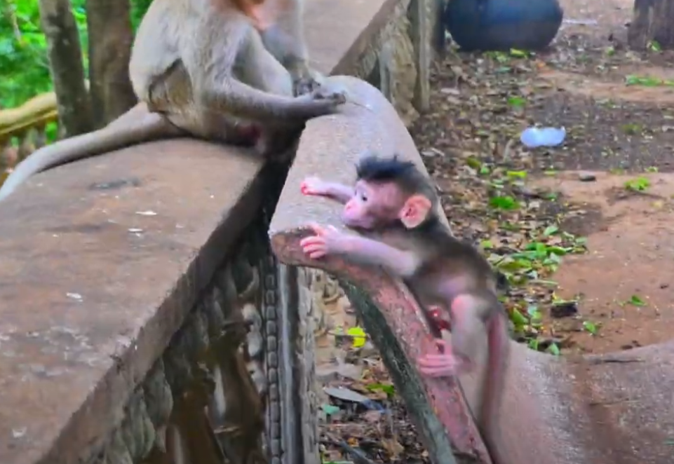 He Lost His Balance… But Gained Our Hearts 💔 Baby Monkey’s Adorable Struggle on the Fence Ends in a Tearful Embrace