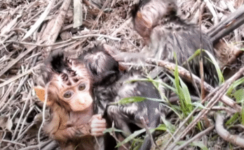 Drenched baby monkey clings to riverbank after surviving strong jungle current in Angkor Wat.