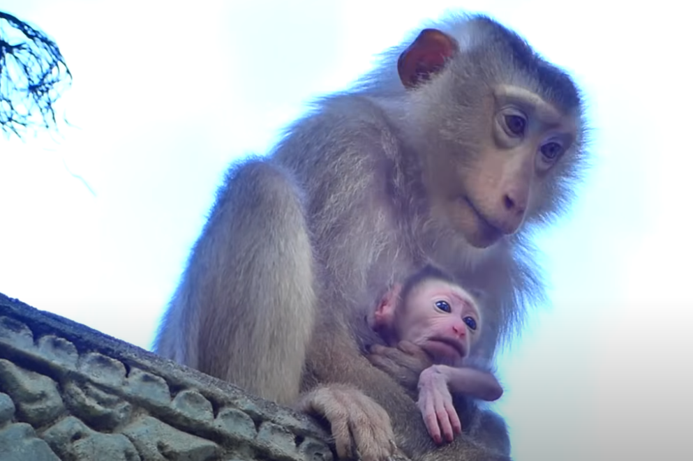 Terrifying Moment on Tree Top! Young Monkey Mom Alissa Nearly Falls Holding Her First Baby with One Hand — Watch Her Incredible Escape & Mother's Love Unfold in Angkor Forest 💔🐒