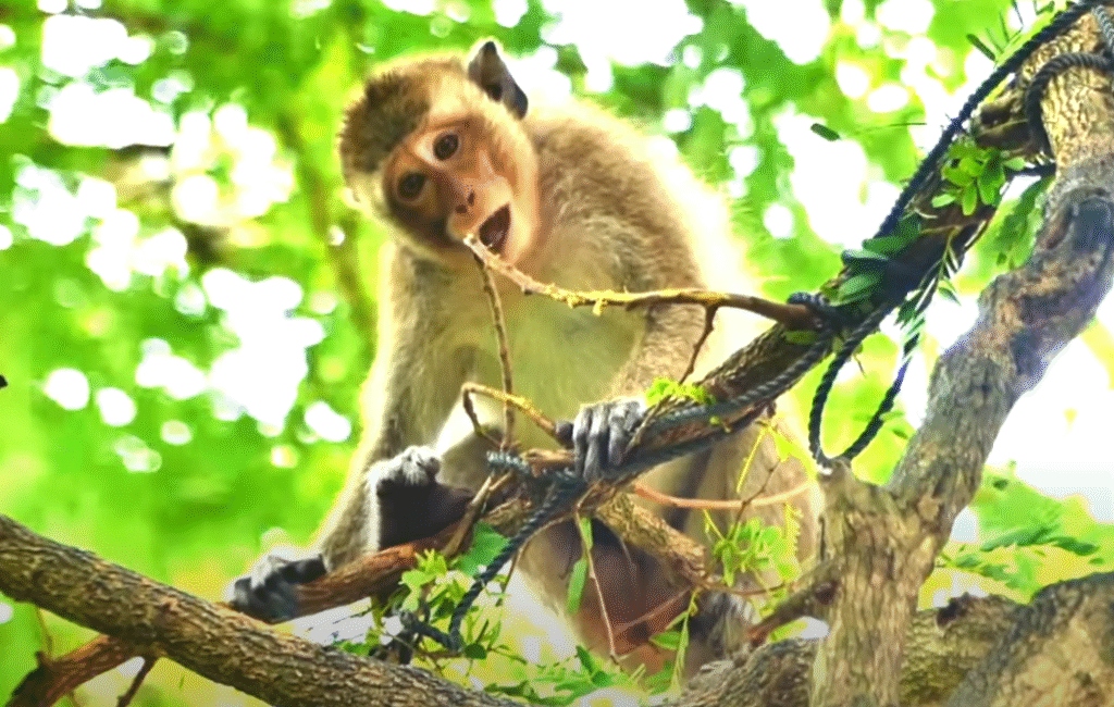 Heartbreaking Rescue: Baby monkey caught in a cow rope high in an Angkor Wat tree—his cries, the dangerous rescue, and an emotional reunion you’ll never forget. Watch now.