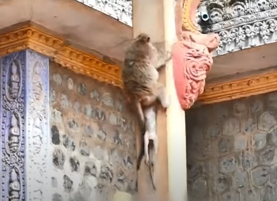 “Baby Monkey Falls from Ancient Pagoda After Losing Balance – Paralyzed Legs Made Climbing Impossible. Heart-Wrenching Scene in Angkor Wat!”
