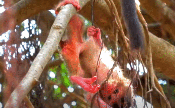 Newborn baby monkey Santa cries alone on a tree branch as her exhausted mother lies beneath in Angkor Wat’s forest.